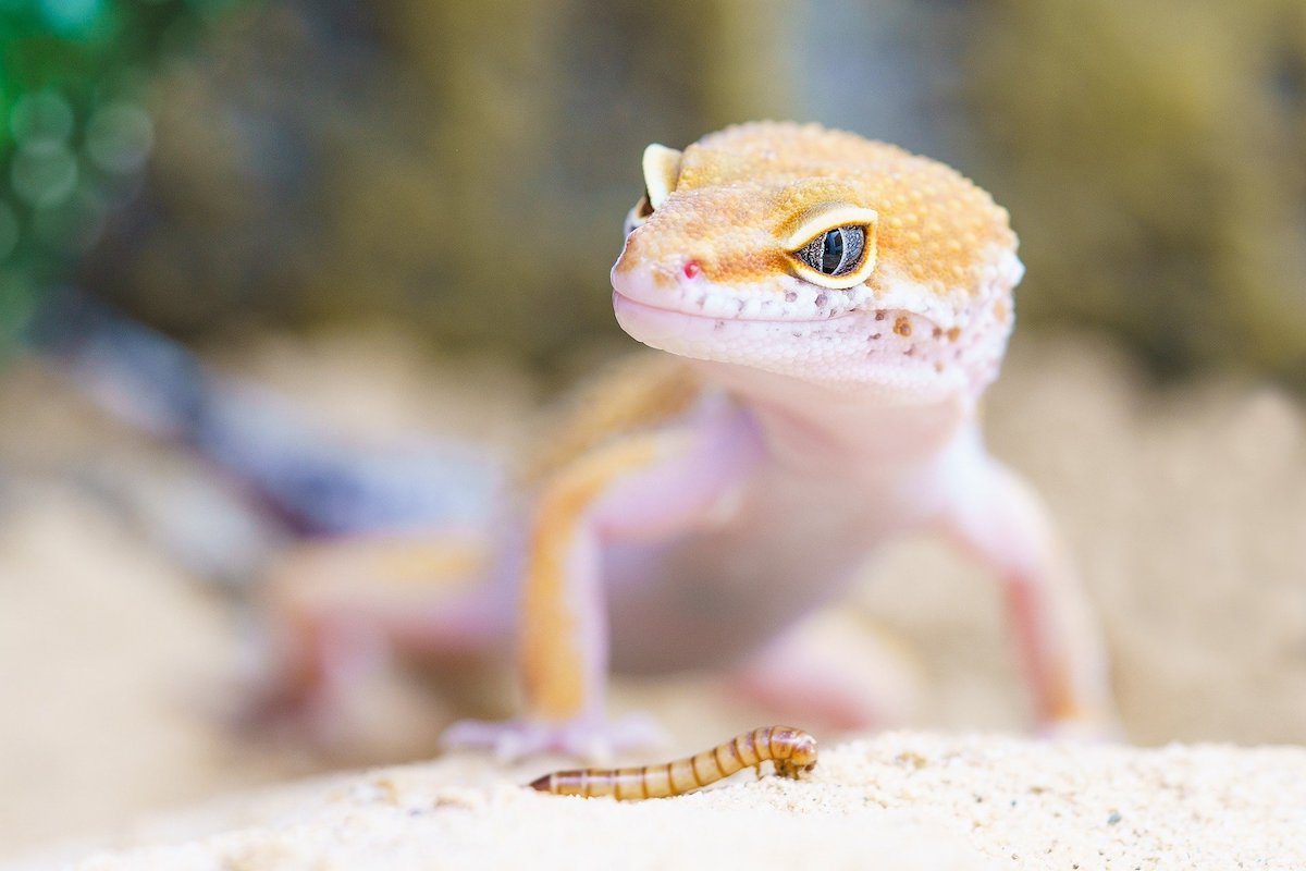 Pet gecko stares at a mealworm