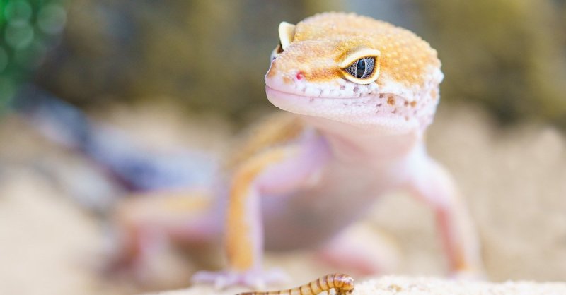 Try One Of These 6 Reptiles For Your First Pet | PawTracks