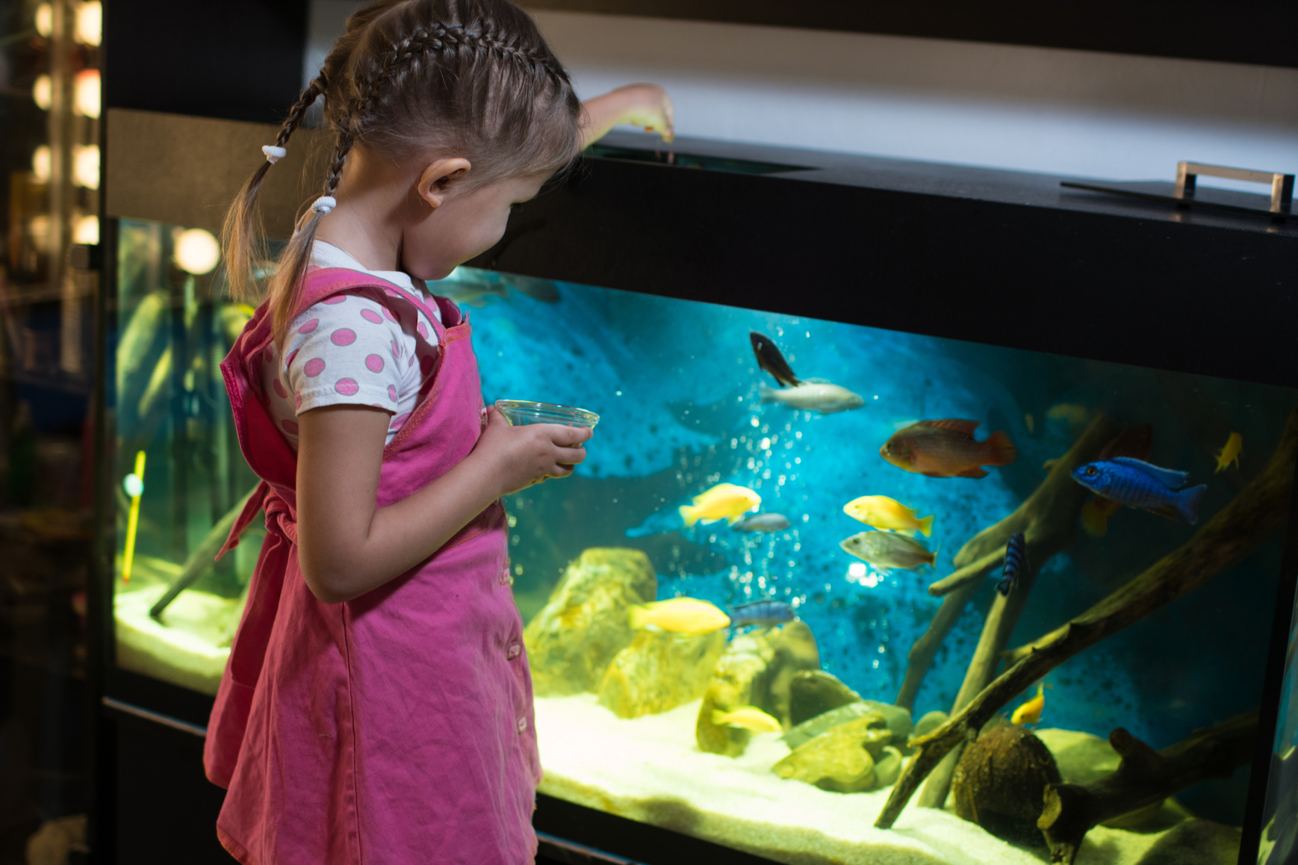 Little girl feeds fish in her aquarium