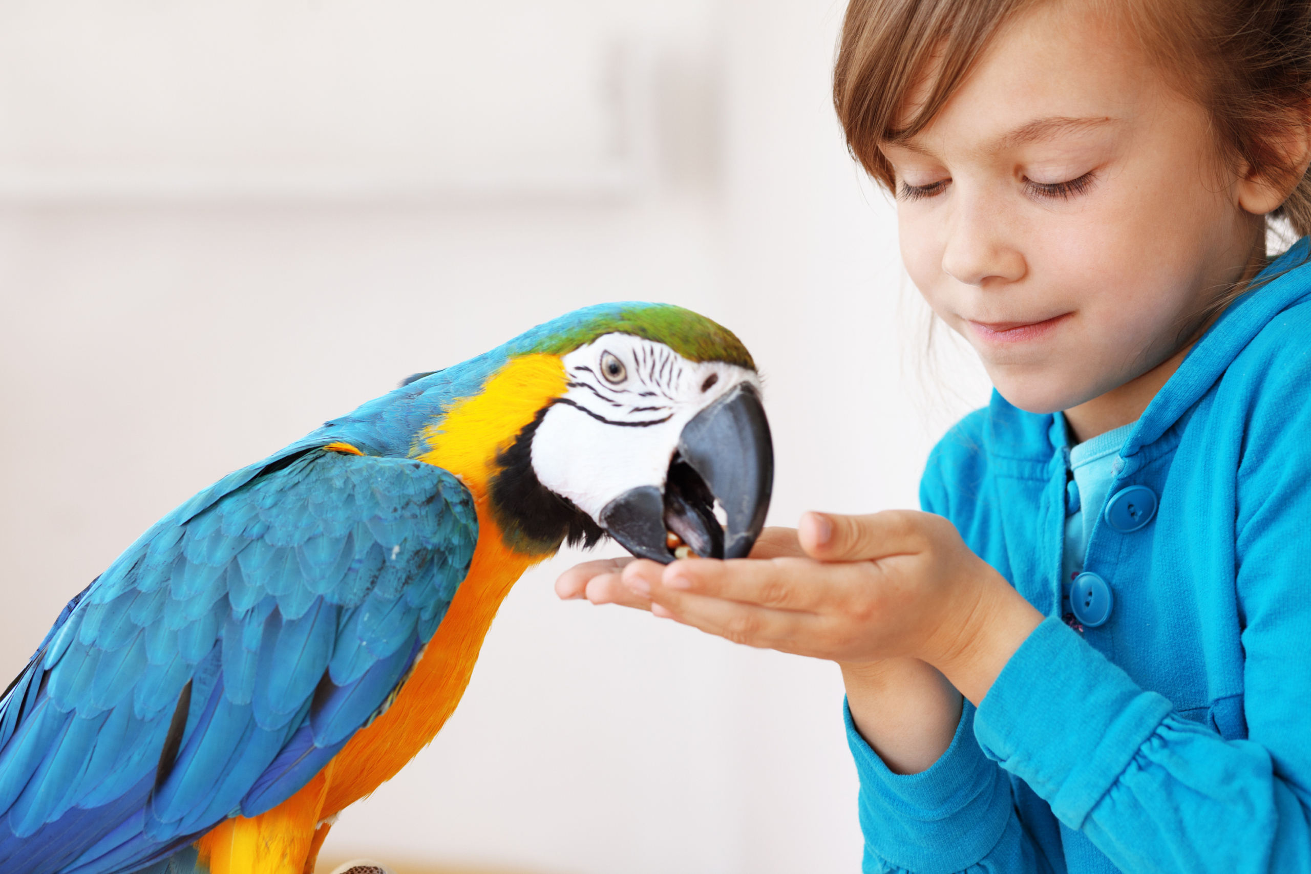 Girl feeds seed to her pet parrot