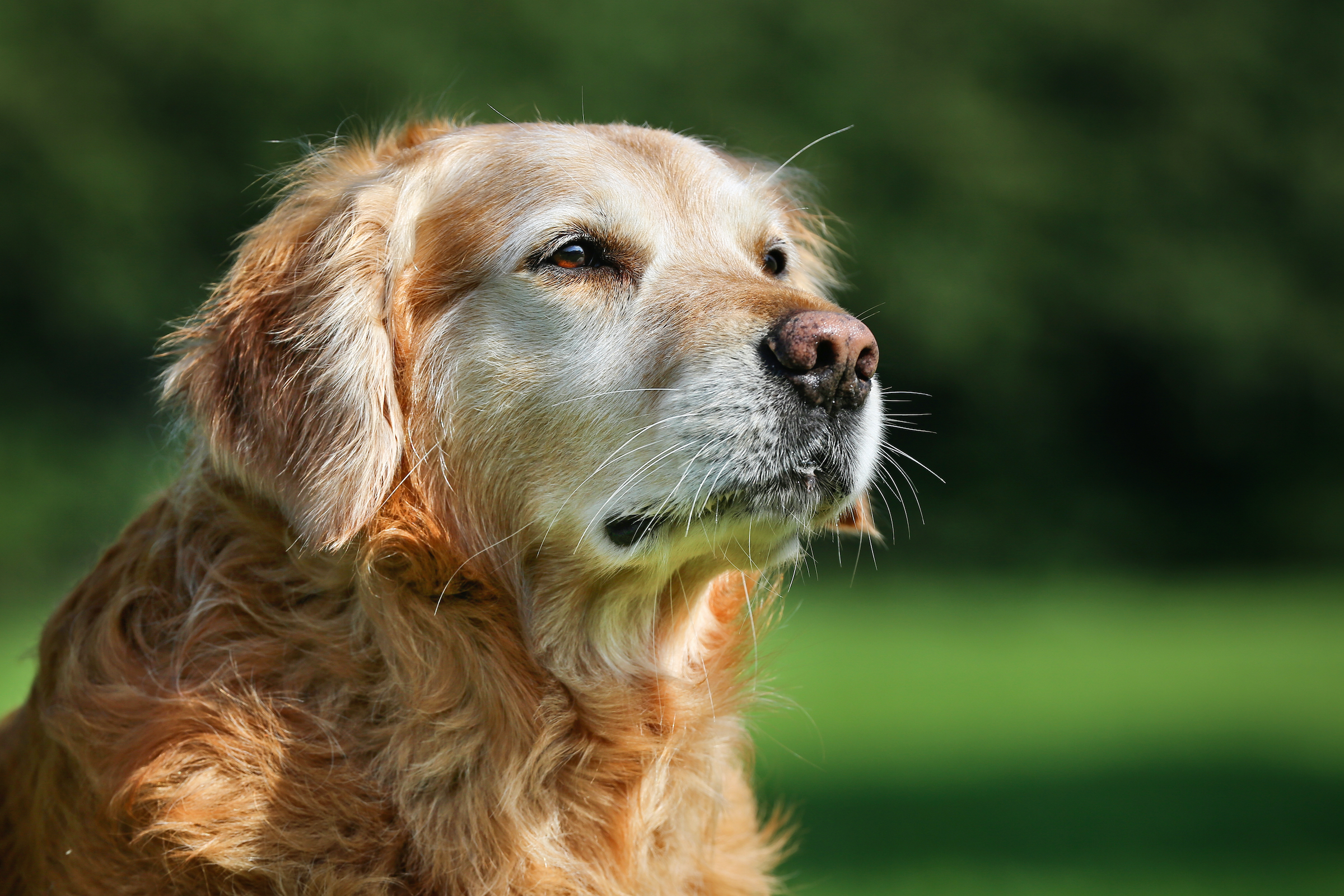 what to do when your old dog becomes incontinent