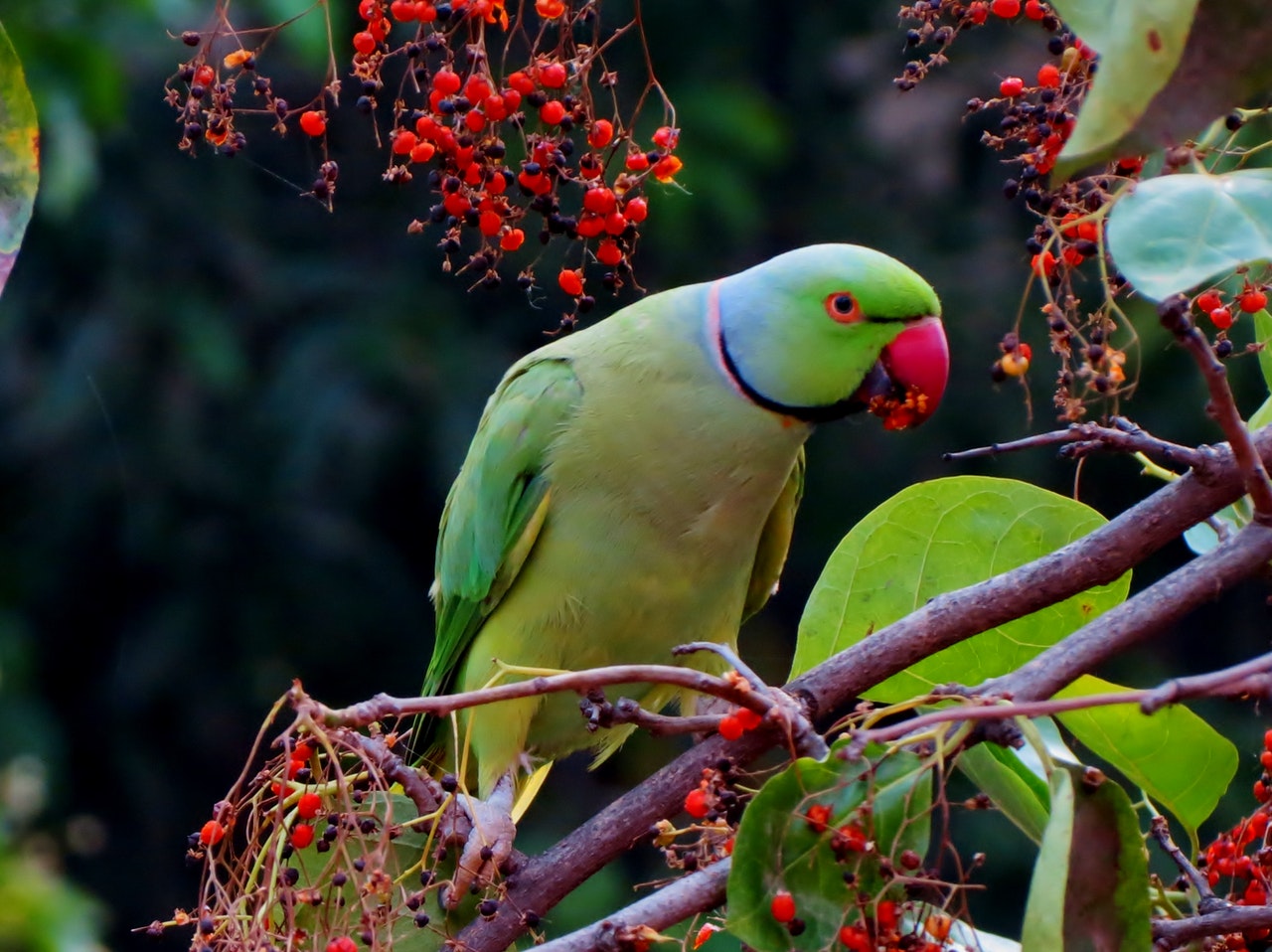 A green parrot eating red berries.