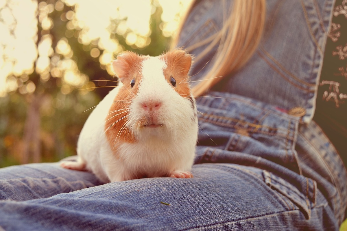 Guinea pig sitting on person's lap