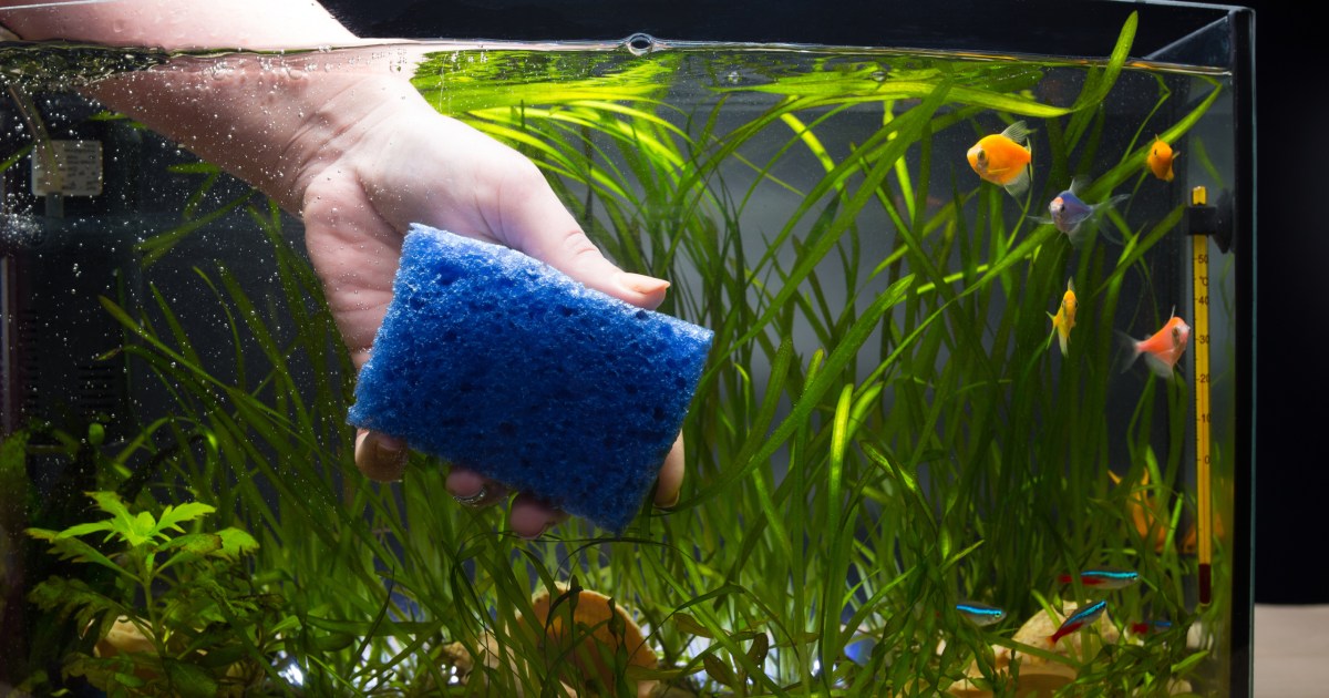 Proberen in de buurt slogan This Is What Cloudy Aquarium Water Means And How To Fix It | PawTracks