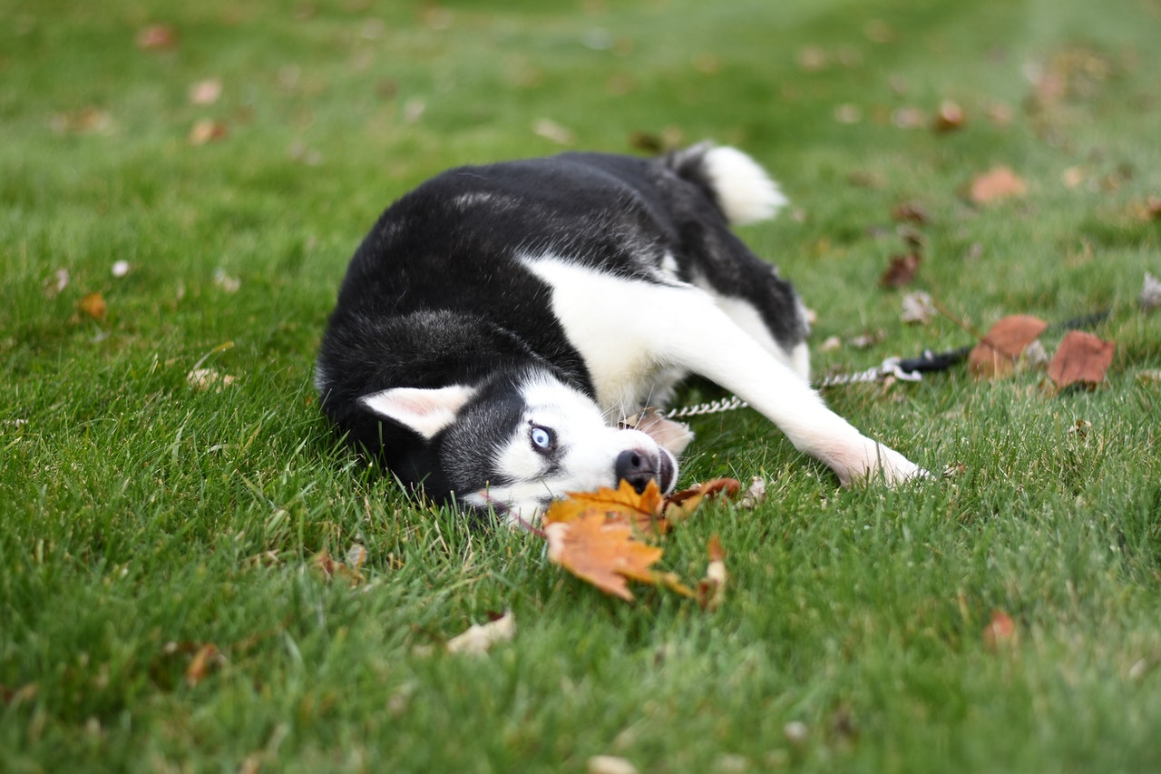 Black and white husky rolling on leaves