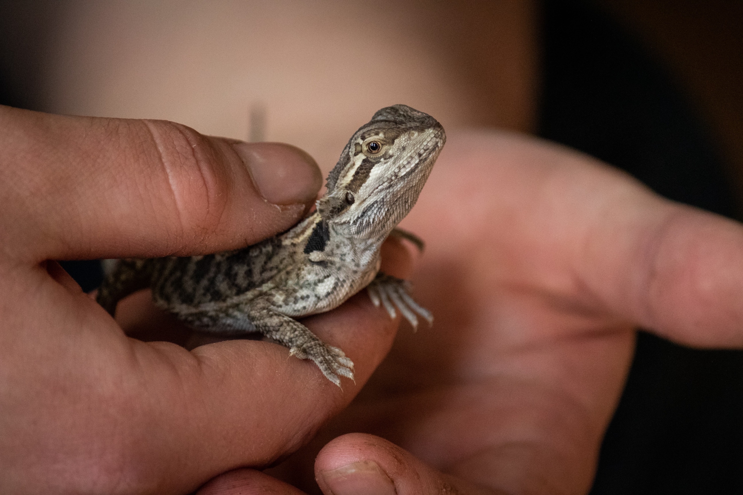 Lizard being held by owner