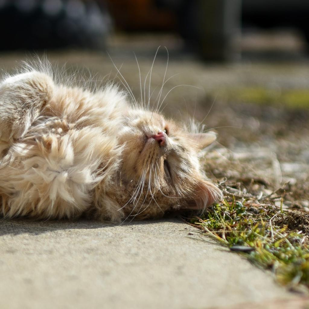 A long-haired cream colored cat sunning itself.