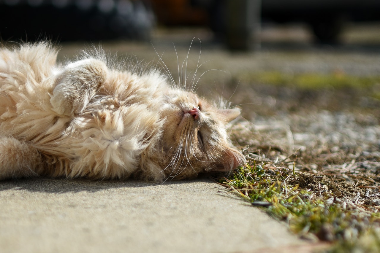 A long-haired cream colored cat sunning itself.