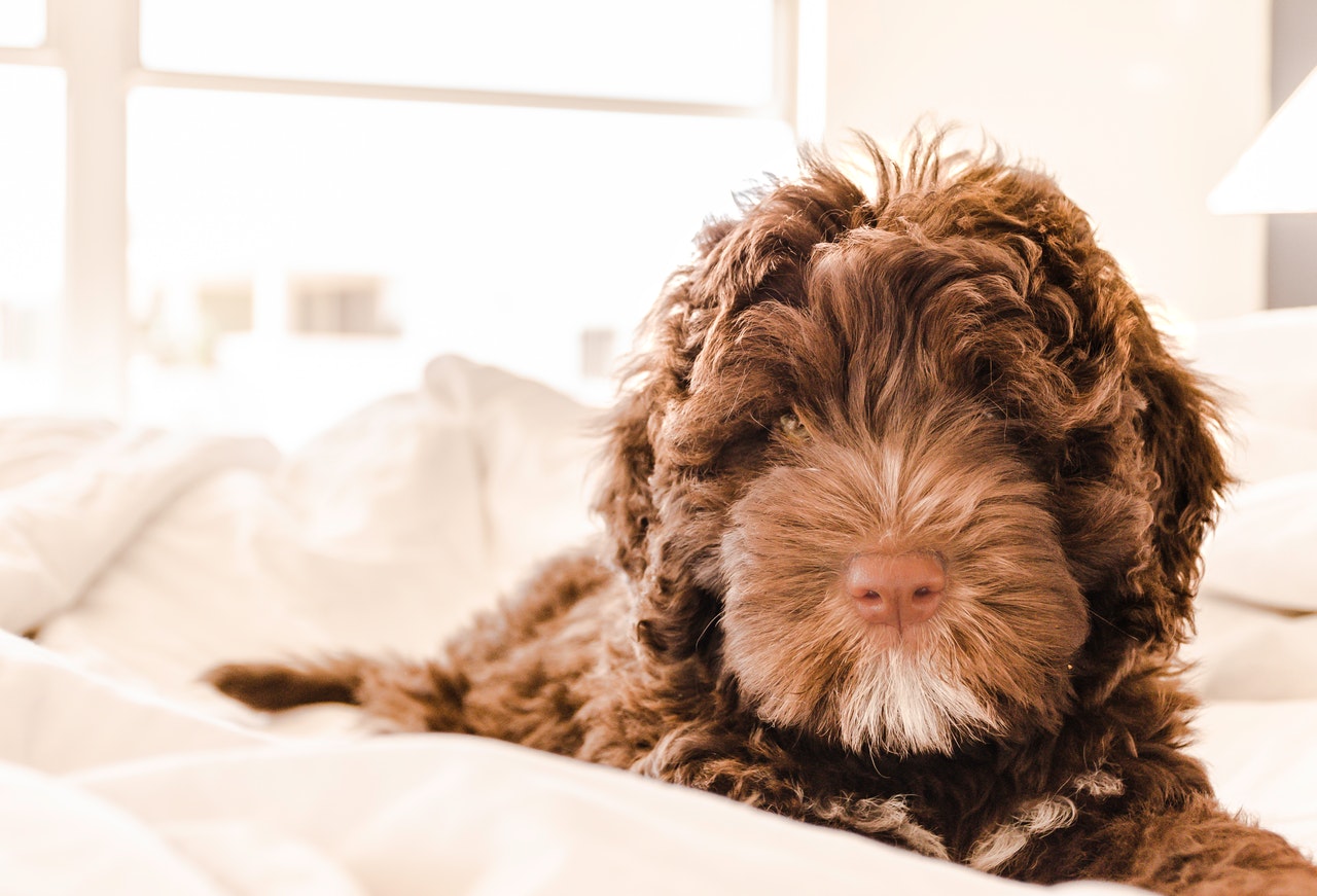 Brown and white Portuguese water dog puppy in bed.
