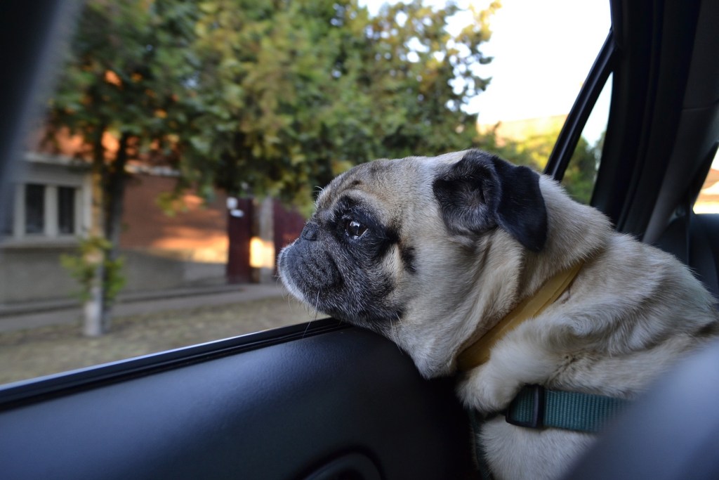 mopsas padeda galvą ant automobilio lango rėmo ir žiūri pro langą į medžius