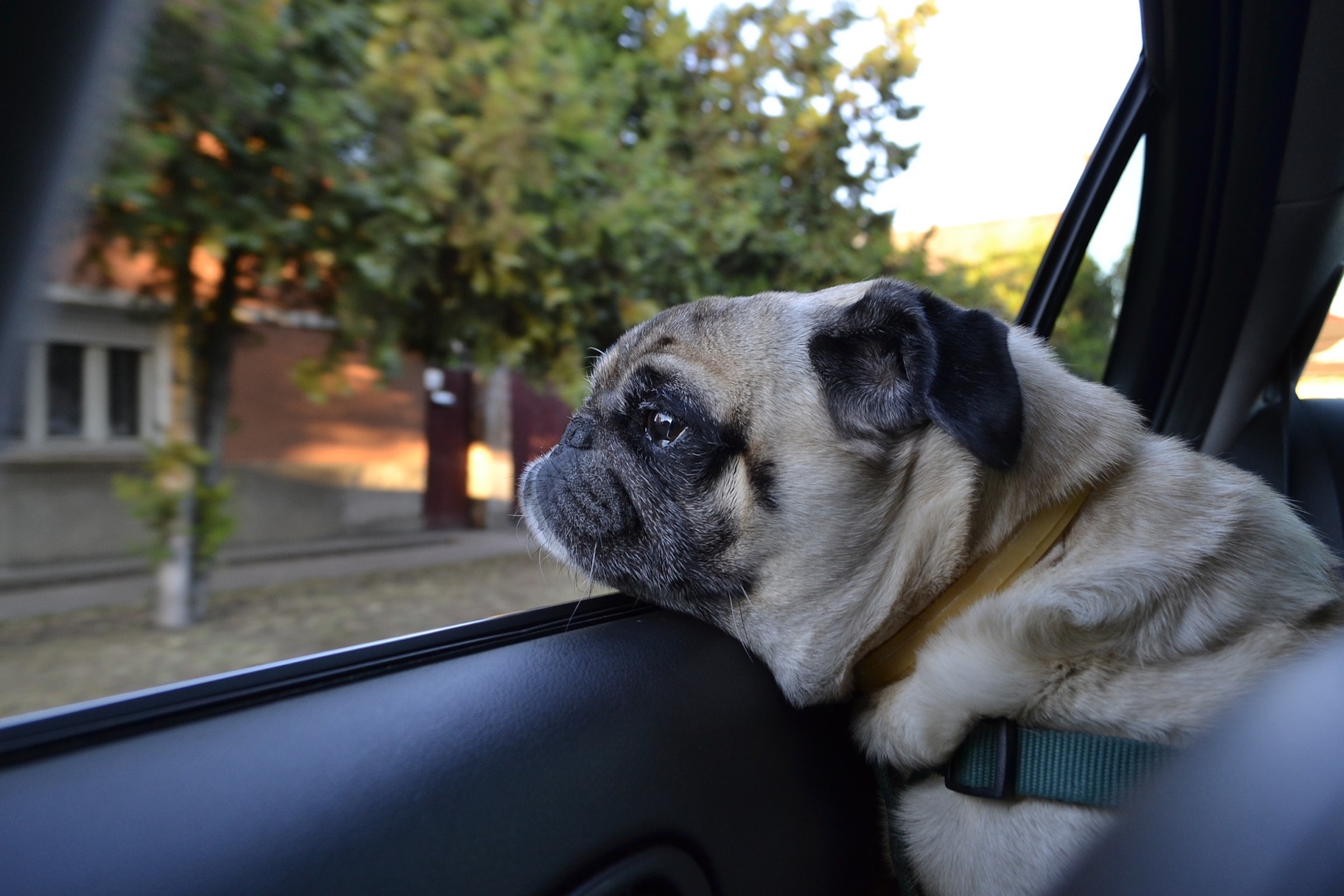 a pug rests their head on a car window frame and looks out the window at trees