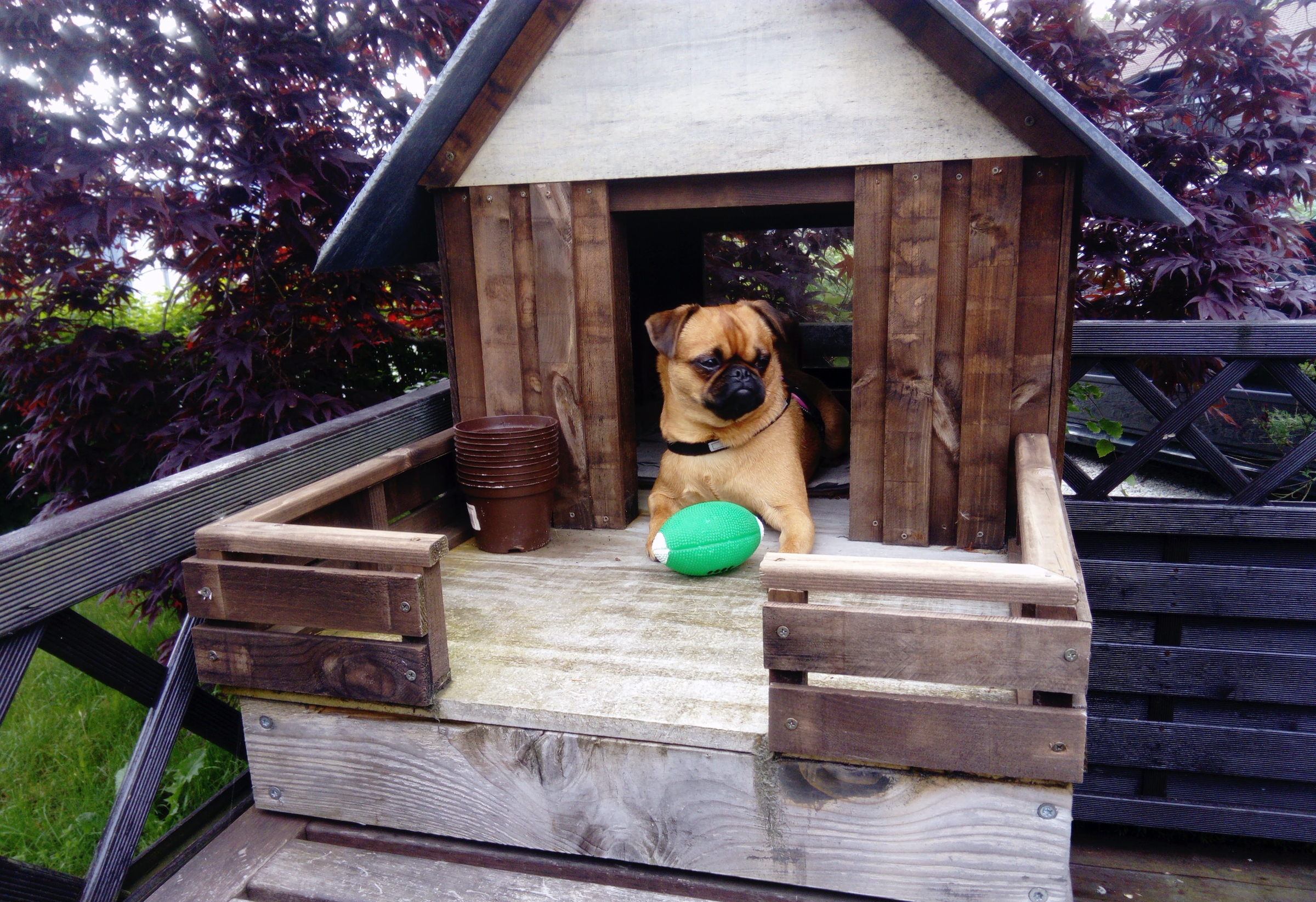 a brown puggle sits on the deck of his wooden doghouse with a green football