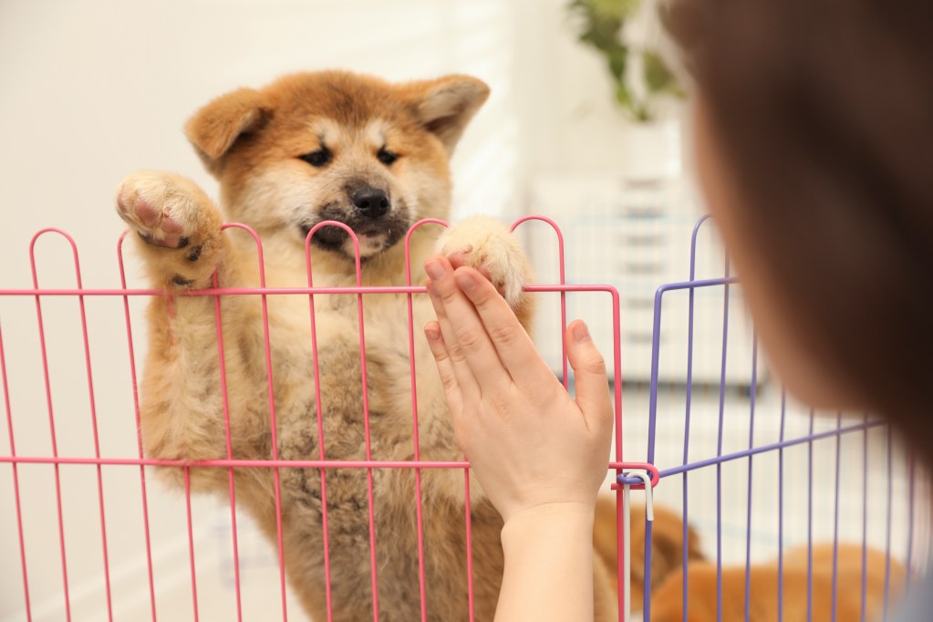 A beige Akita puppy stands on their back legs inside a pink wire playpen