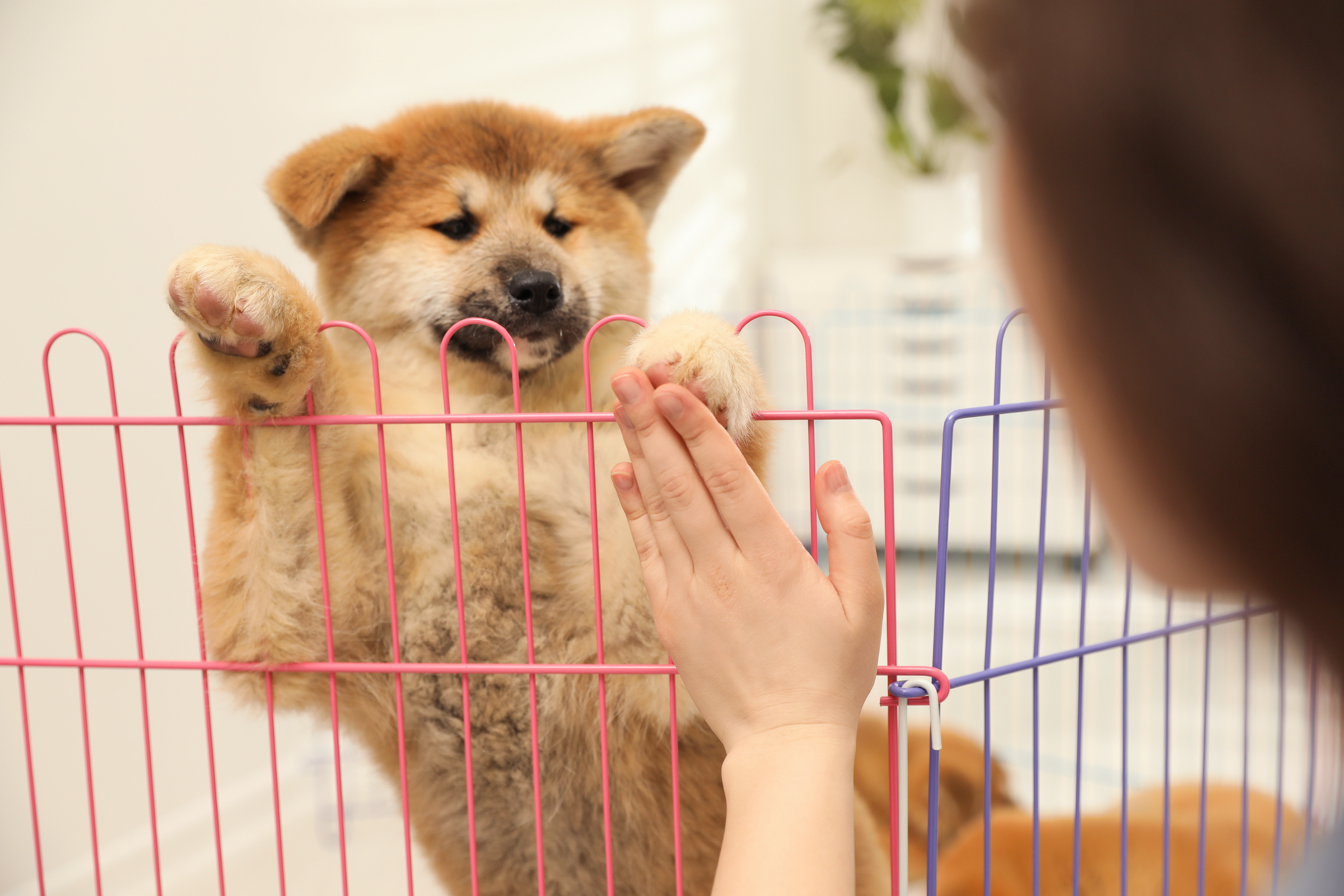 Is A Puppy Playpen Better For Your Dog Than A Crate? | PawTracks