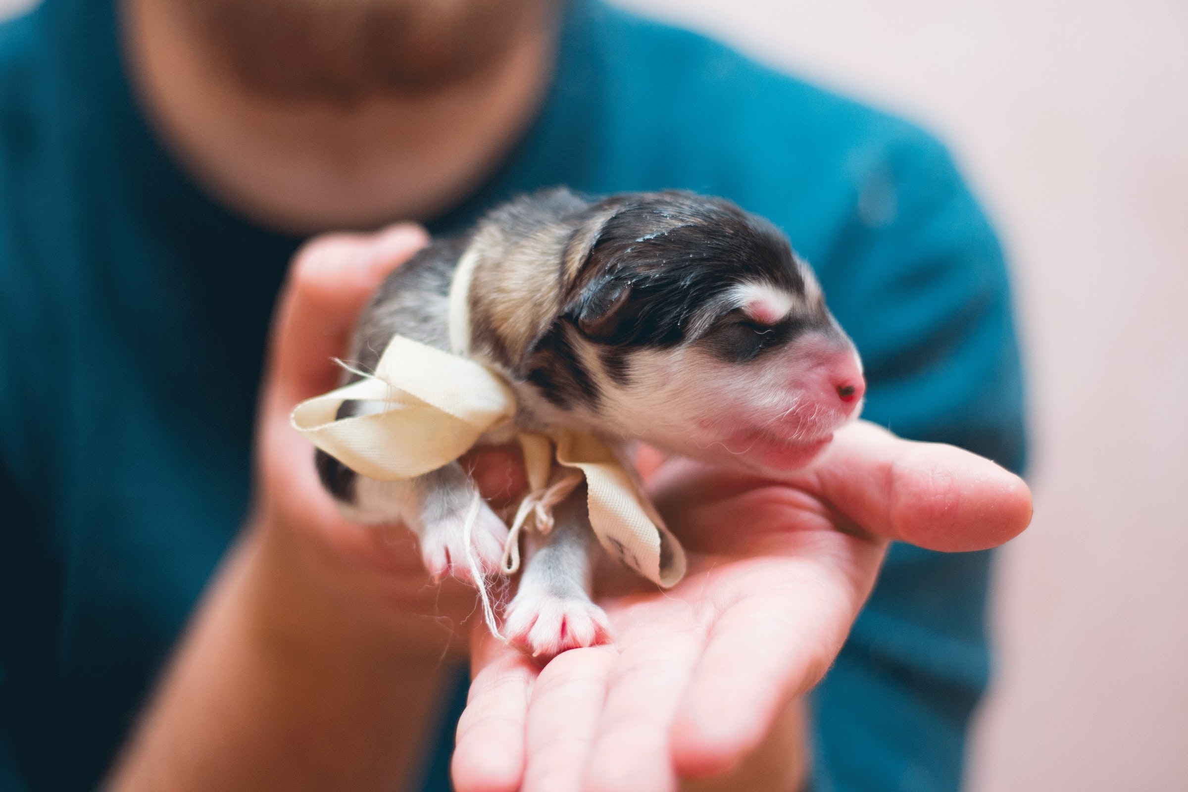 a newborn black and white puppy with a ribbon around its neck is held by a person