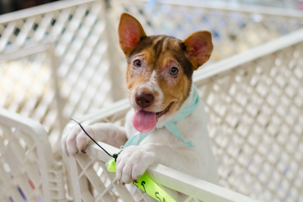 Small dog with a brown face and white body standing in a playpen