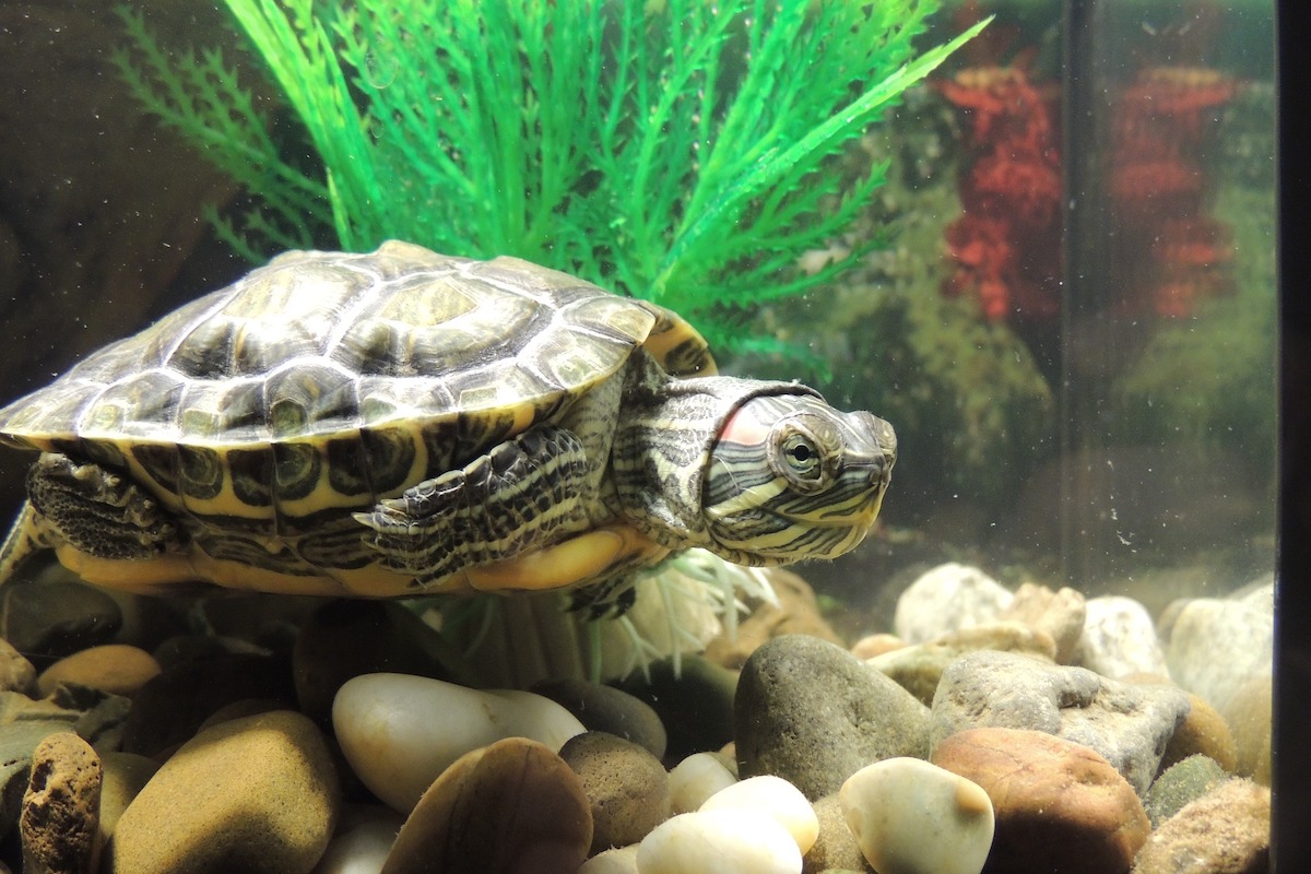 Red-eared slider turtle in tank