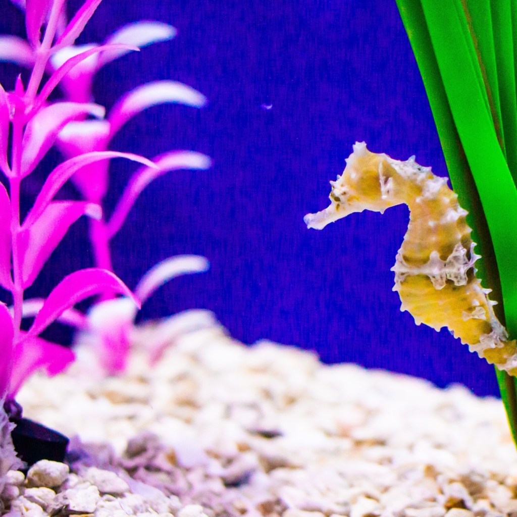 Seahorses hitches to a plant