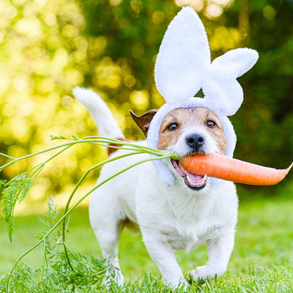 dog in white bunny suit with carrot