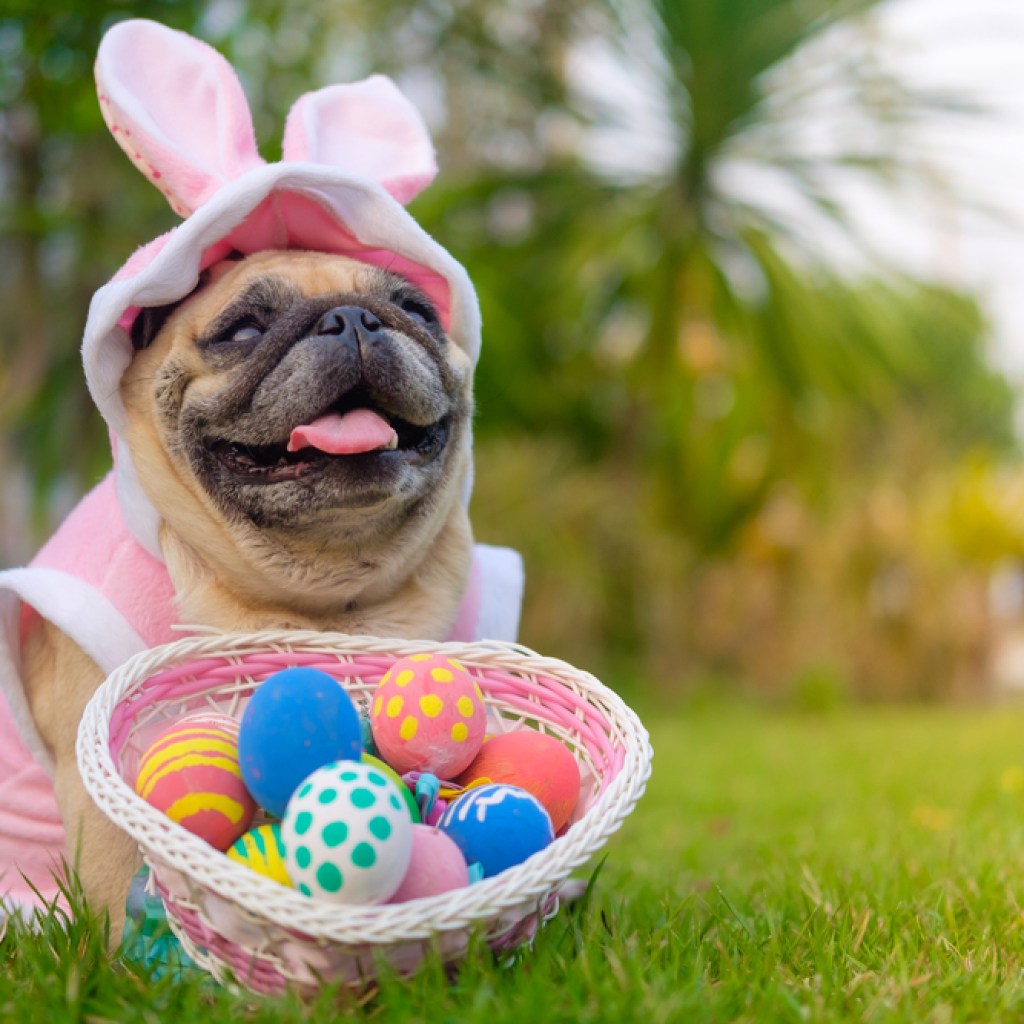 pug in pink bunny suit