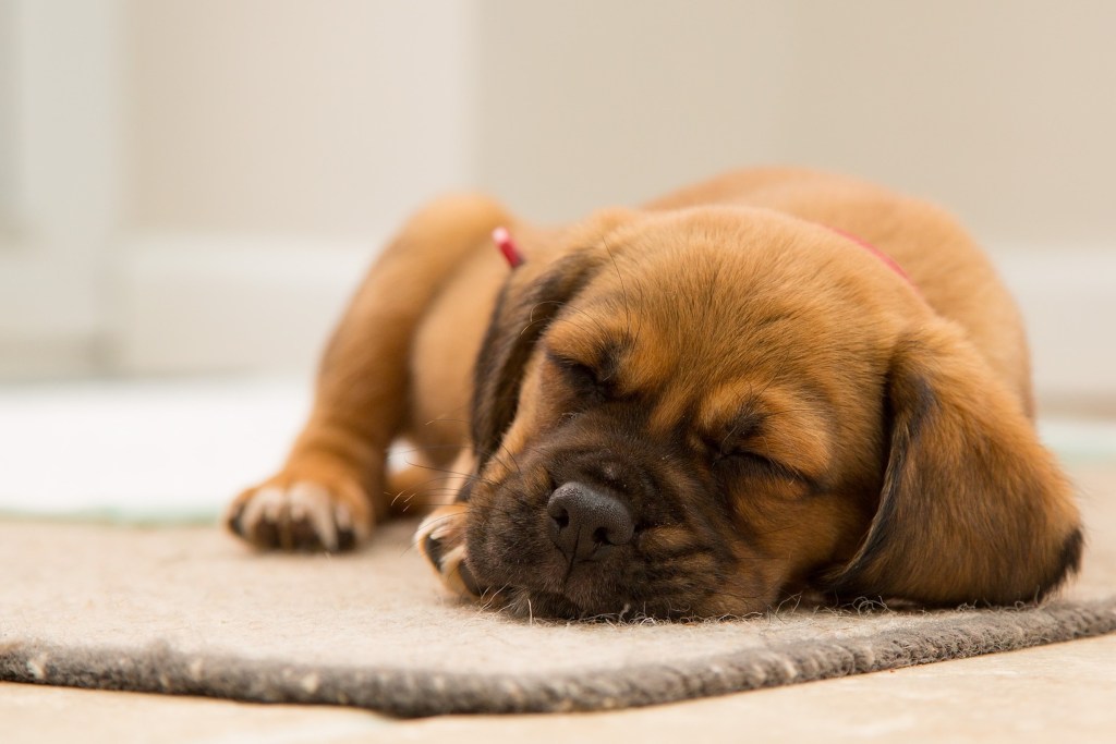 a brown puppy sleeps on a beige carpet