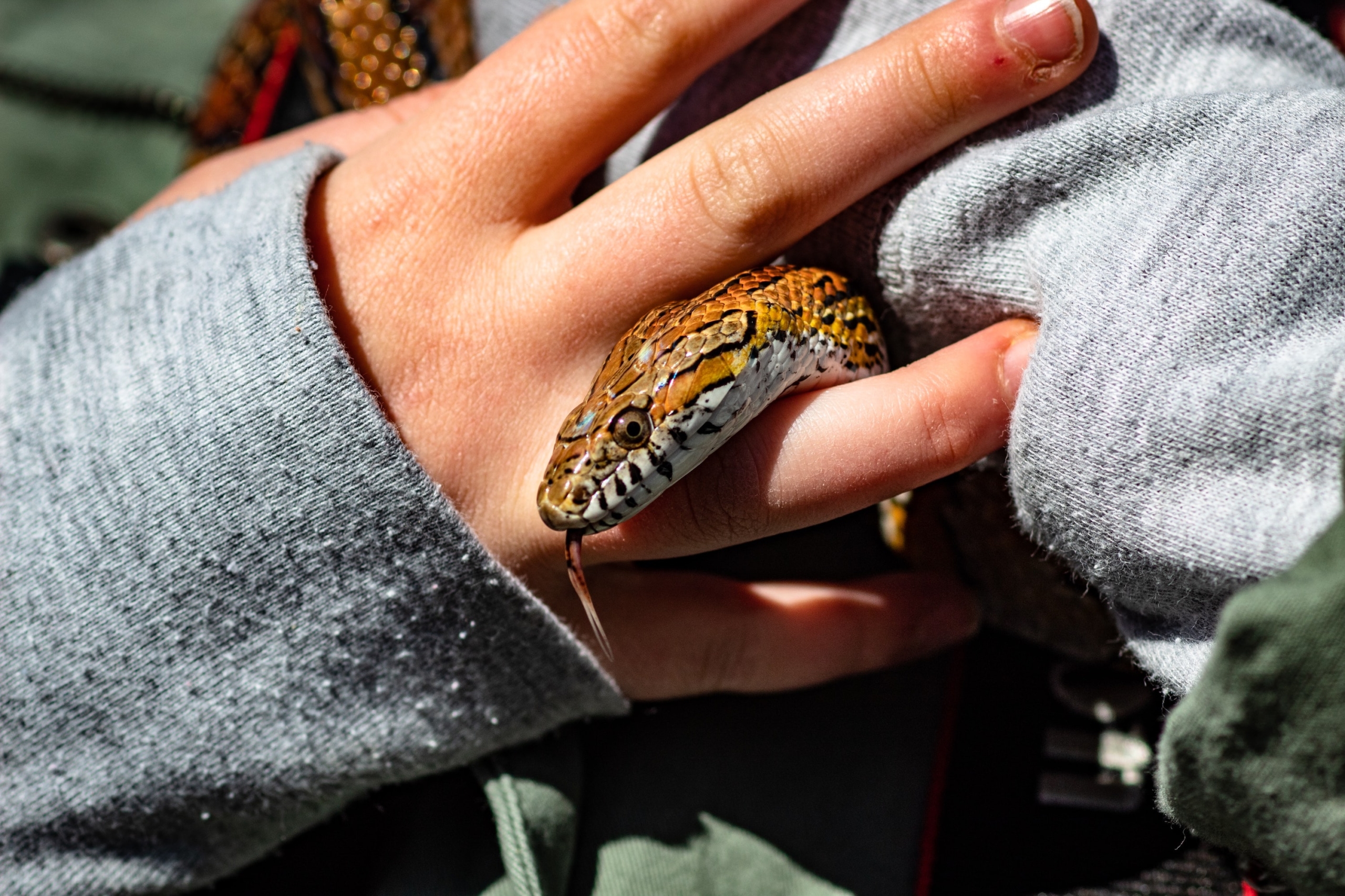 Corn snake being held by owner
