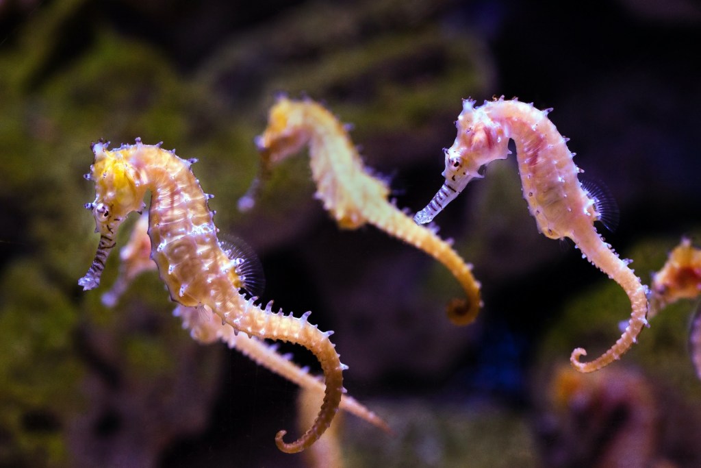 Three seahorses swimming in an aquarium