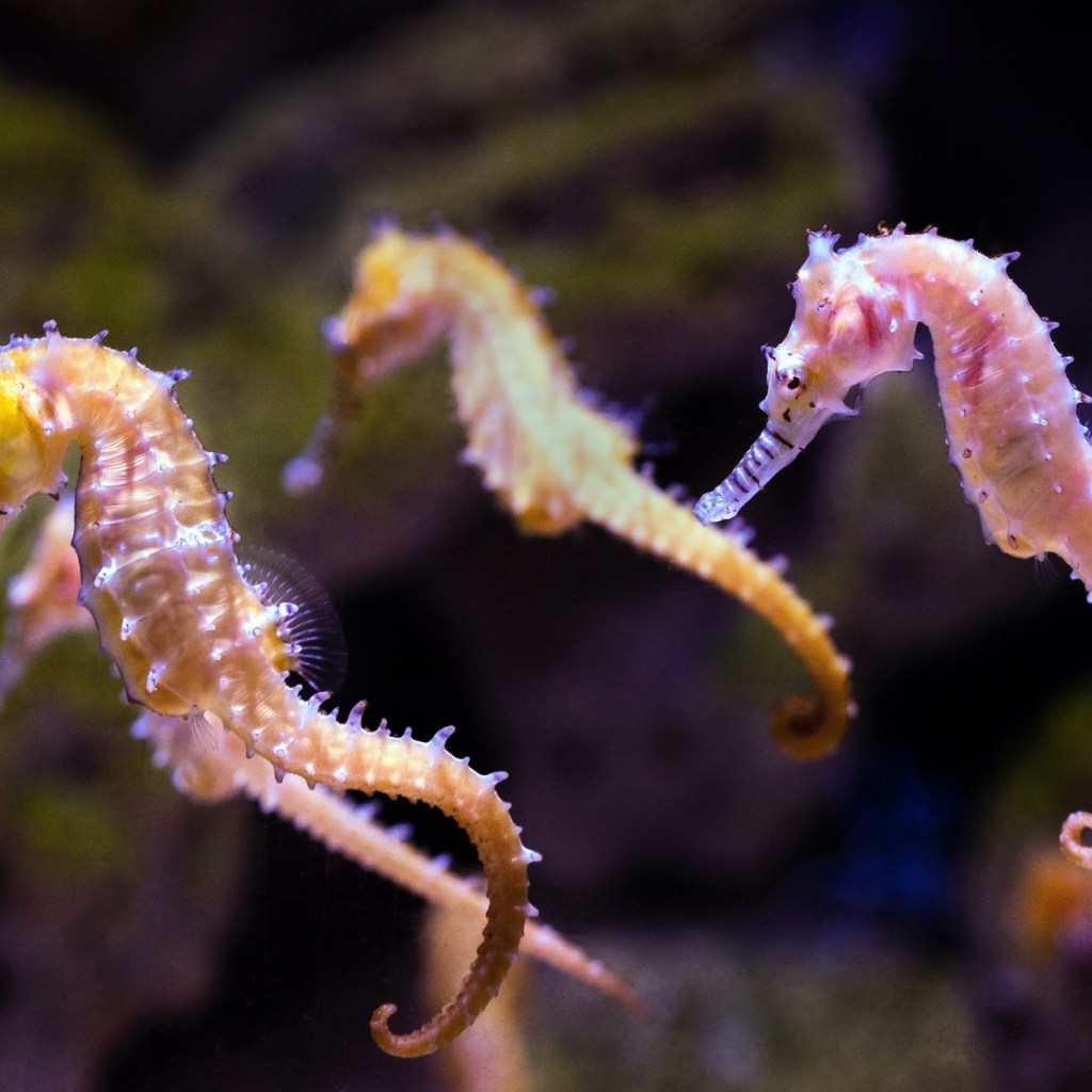 Three seahorses swimming in an aquarium