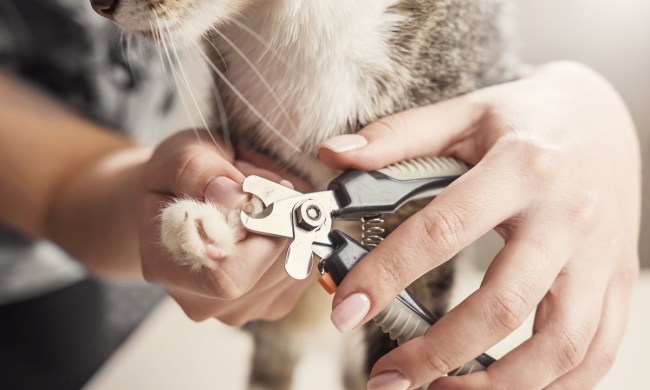 Holding a cat's paw and trimming its nails
