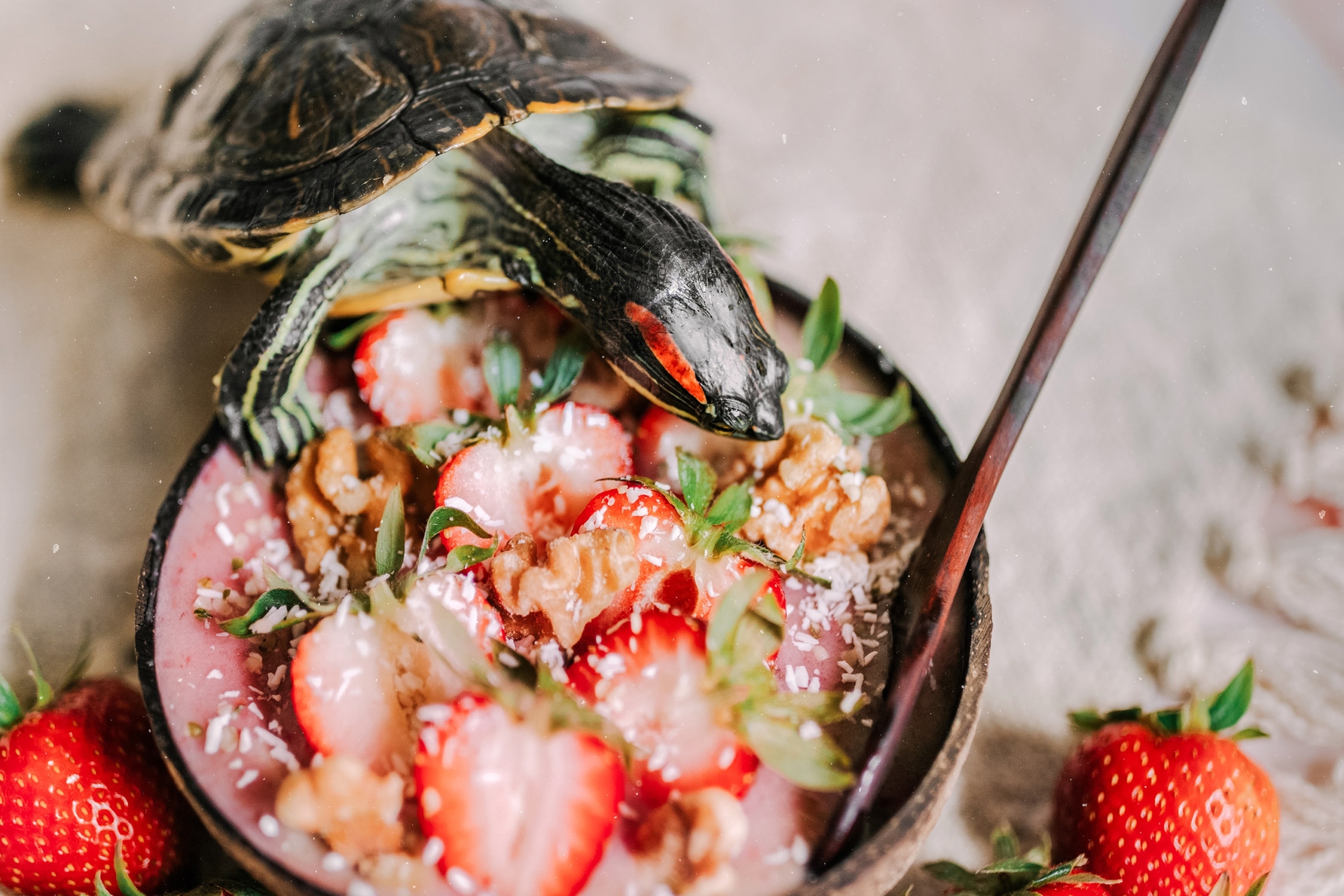 Red-eared slider turtle eats strawberries