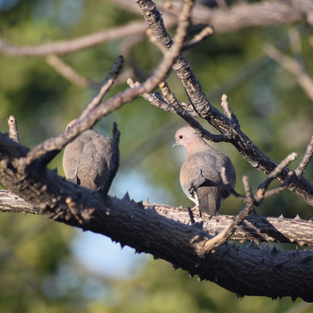 Two gray pigeons in a tree.