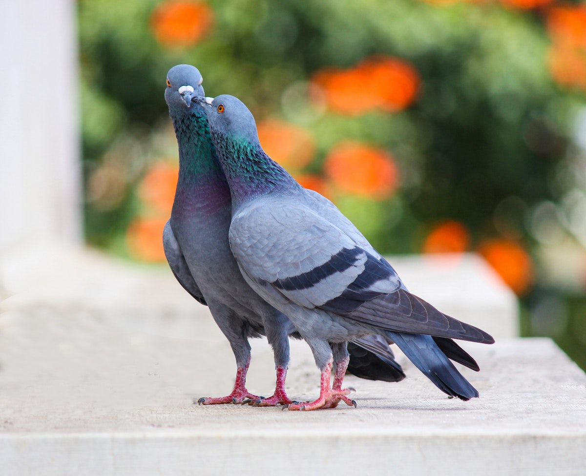 pets at home pigeon food