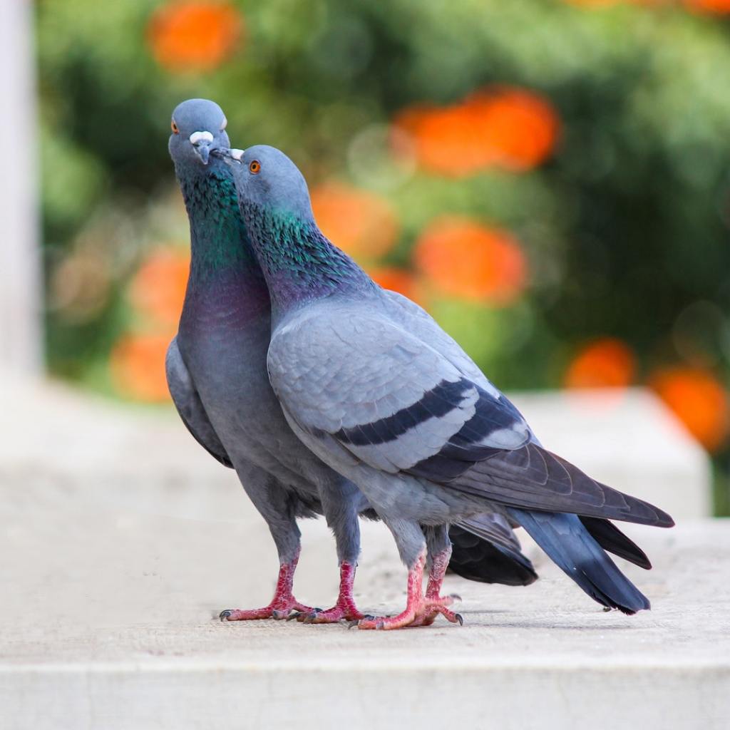Two gray pigeons kissing on concrete.