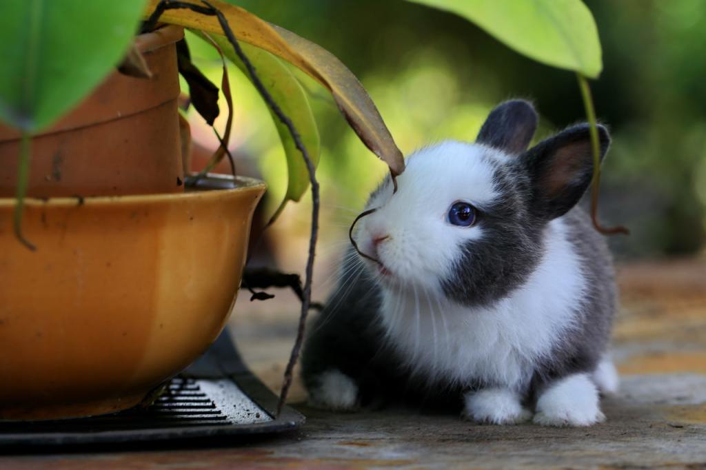 White and gray bunny chewing a leaf