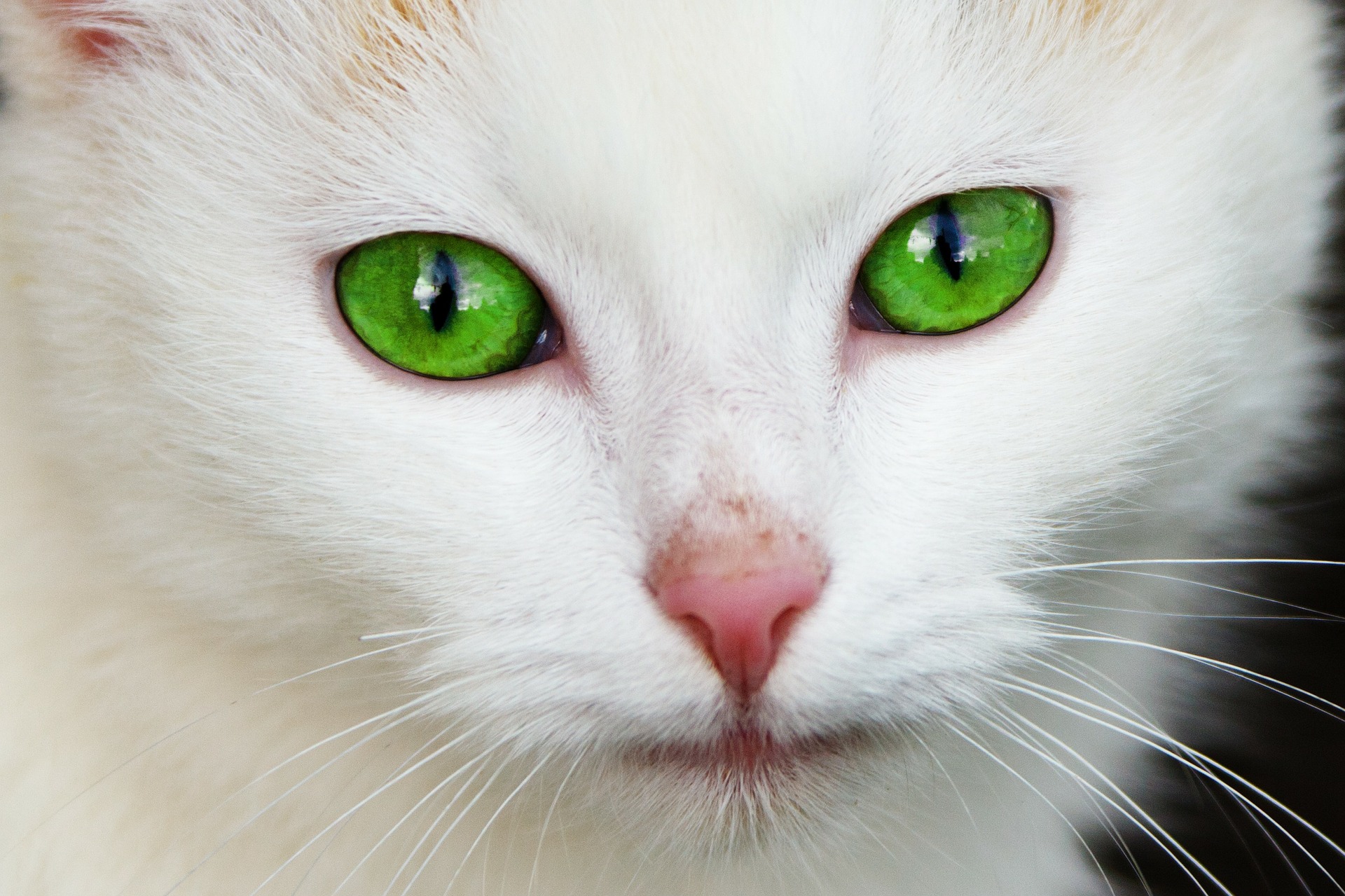 Closeup of a white cat's face with vivid green eyes
