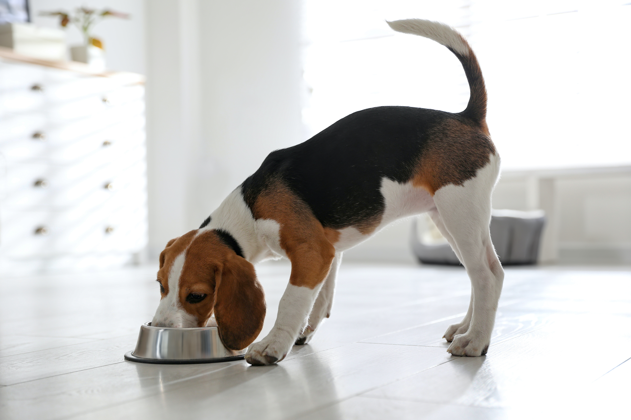7 Best Dog Foods Under 50 To Feed Your Beagle PawTracks