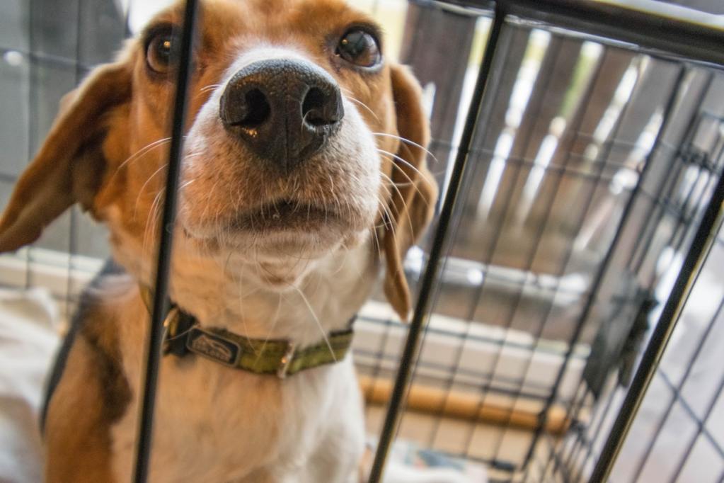 A Beagle in a cage.