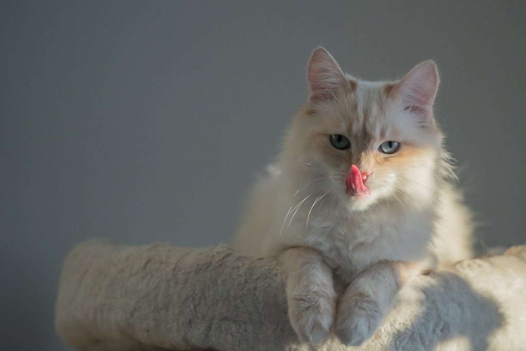 A Birman cat licking their lips.