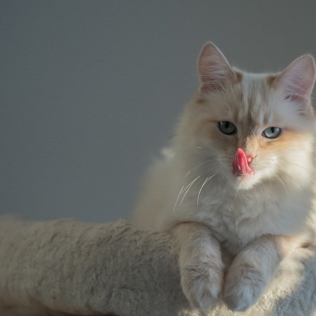 A Birman cat licking their lips