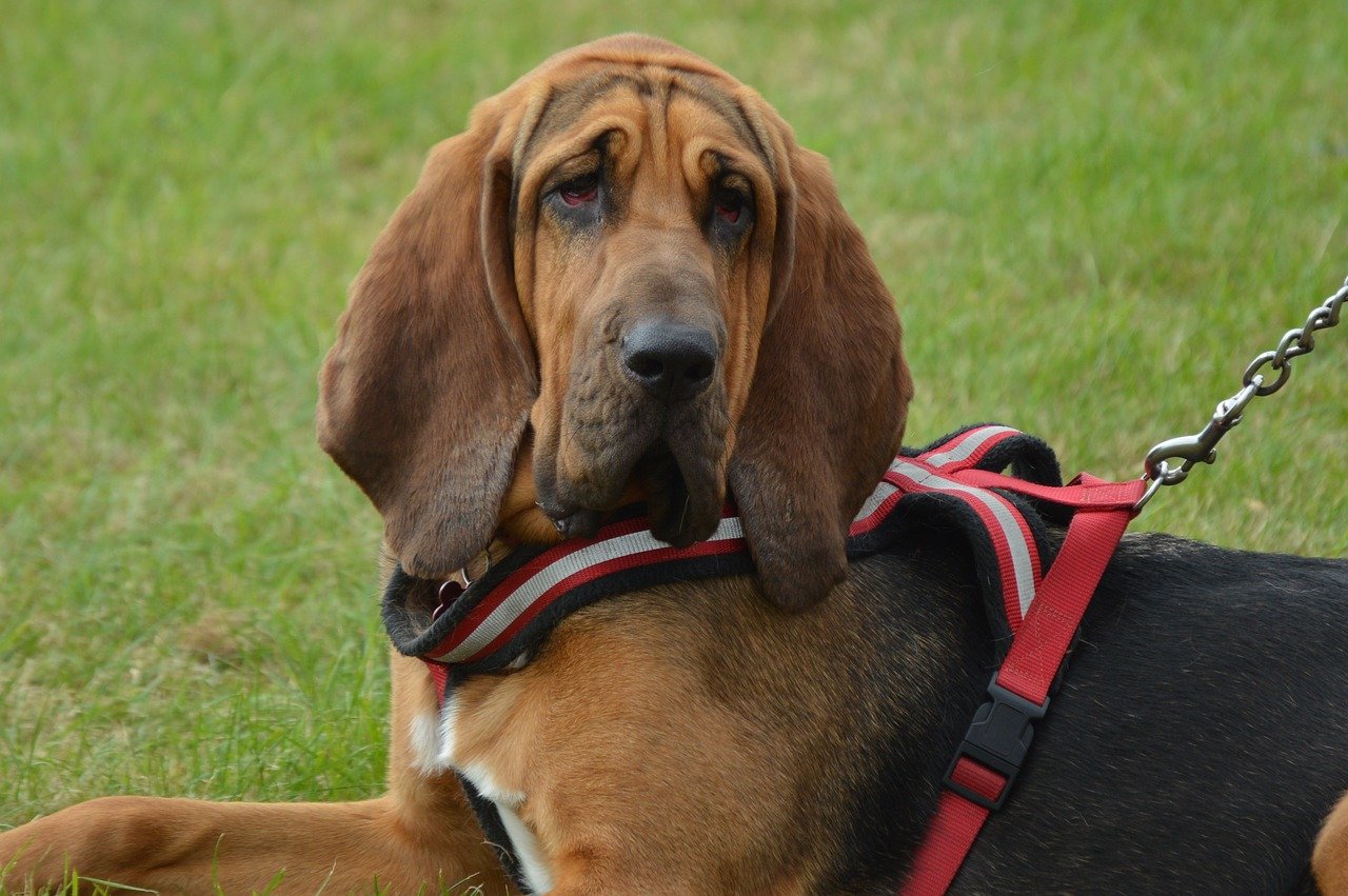 A Black and Tan Bloodhound wearing a red harness.