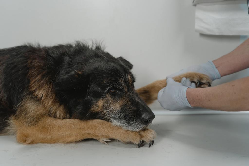 Juodas ir rudas šuo apžiūrimas pas veterinarą.