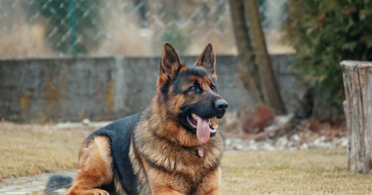 5 papildai sąnariams, padedantys sergančiam šuneliui