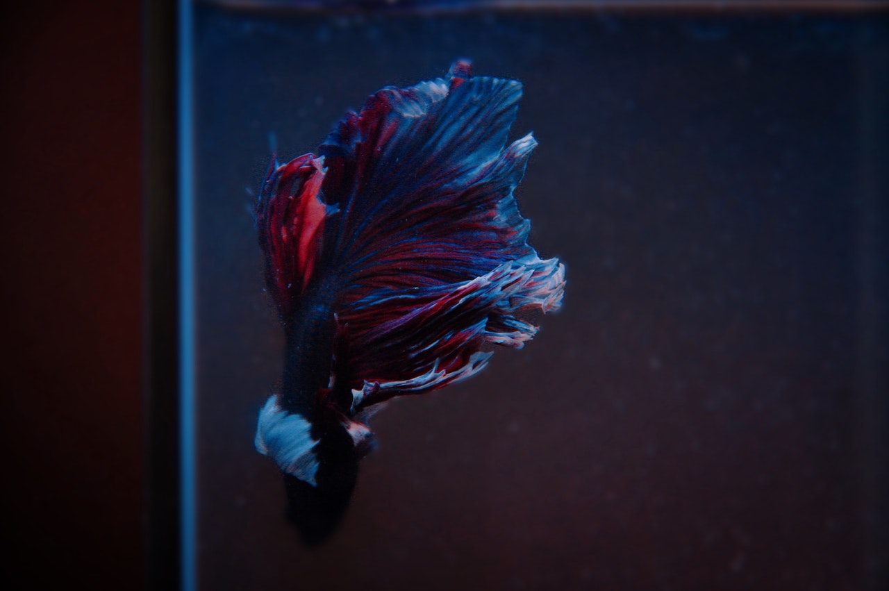 A blue and red betta fish against a black background.