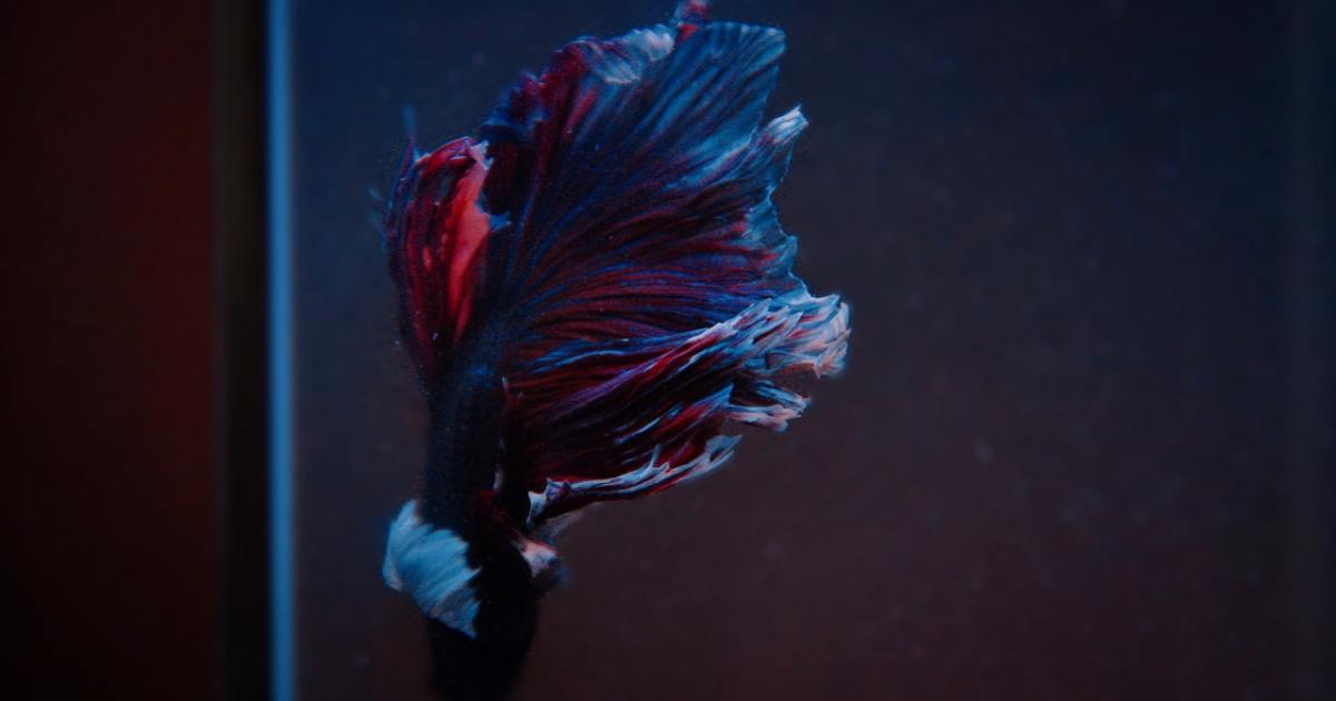 Kokios žuvys gali saugiai gyventi su Bettas?  5 puikios galimybės