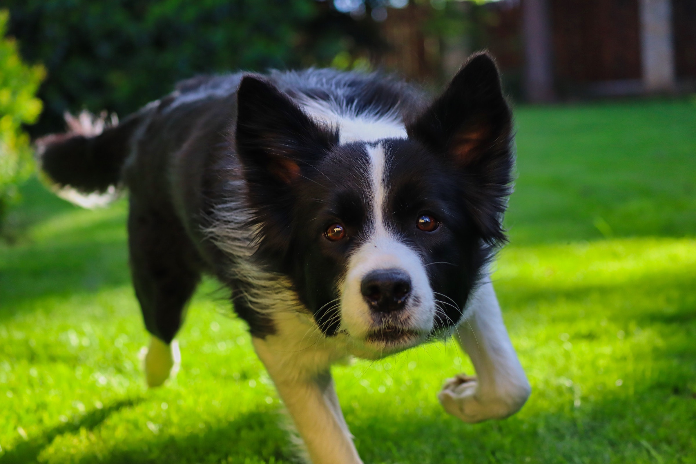 How To Choose The Best Doghouse For Your Border Collie PawTracks