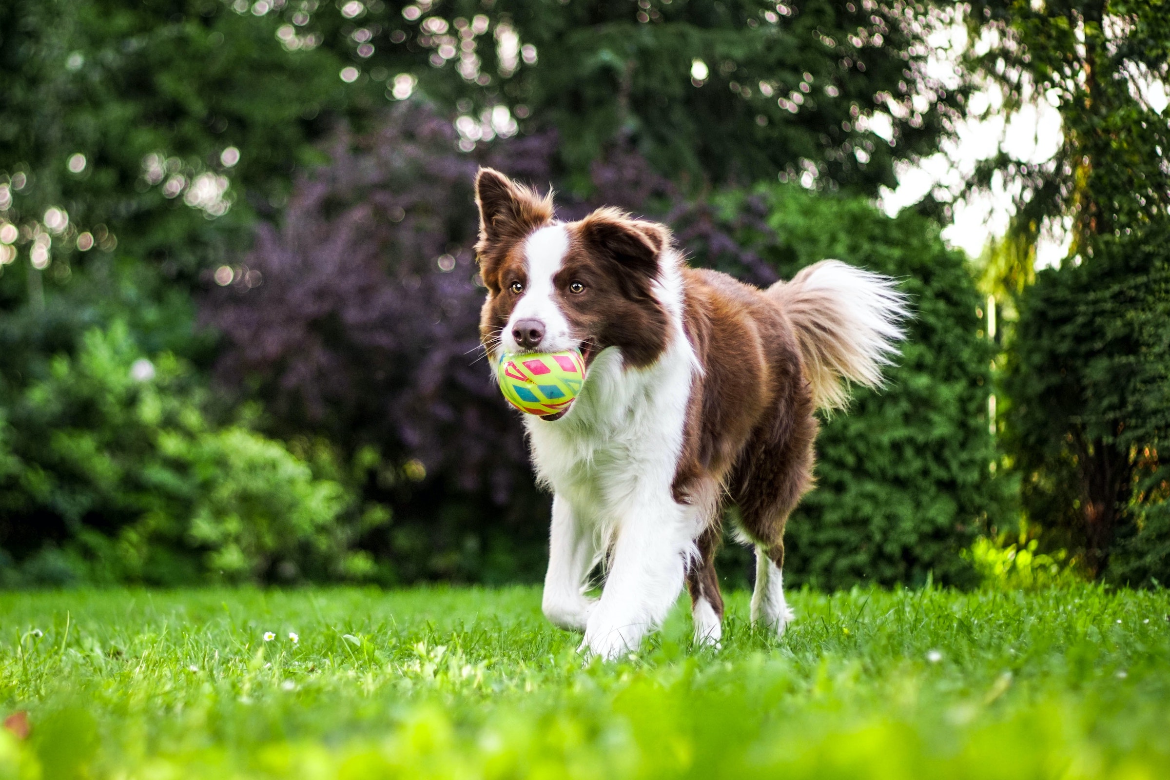 A dog runs through the yard with a ball