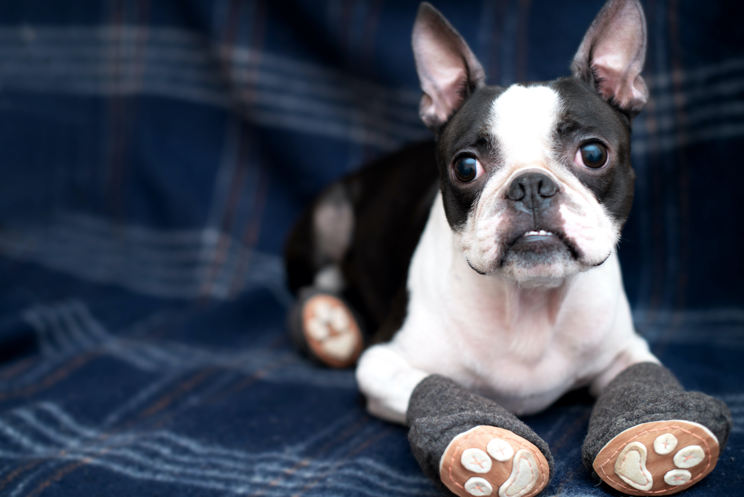 a boston terrier wearing booties lies on a blue plaid blanket