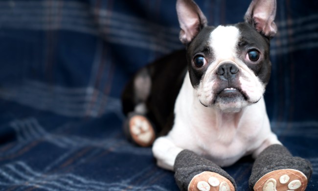 a boston terrier wearing booties lies on a blue plaid blanket