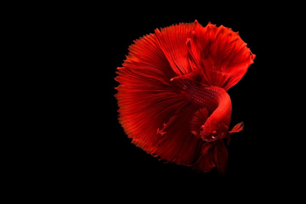A bright red betta fish swimming against a black background.