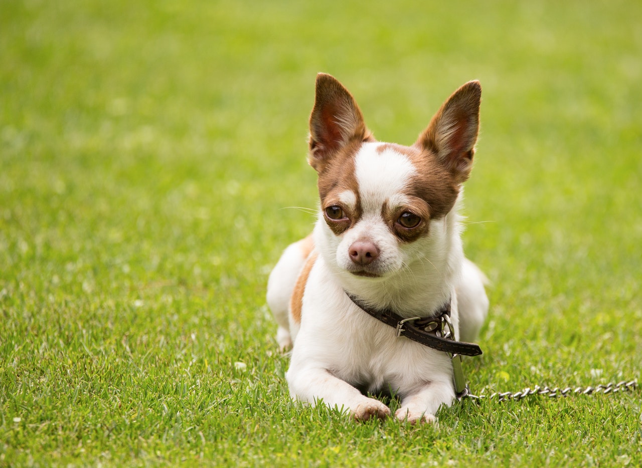 A brown and white Chihuahua lying in the grass.